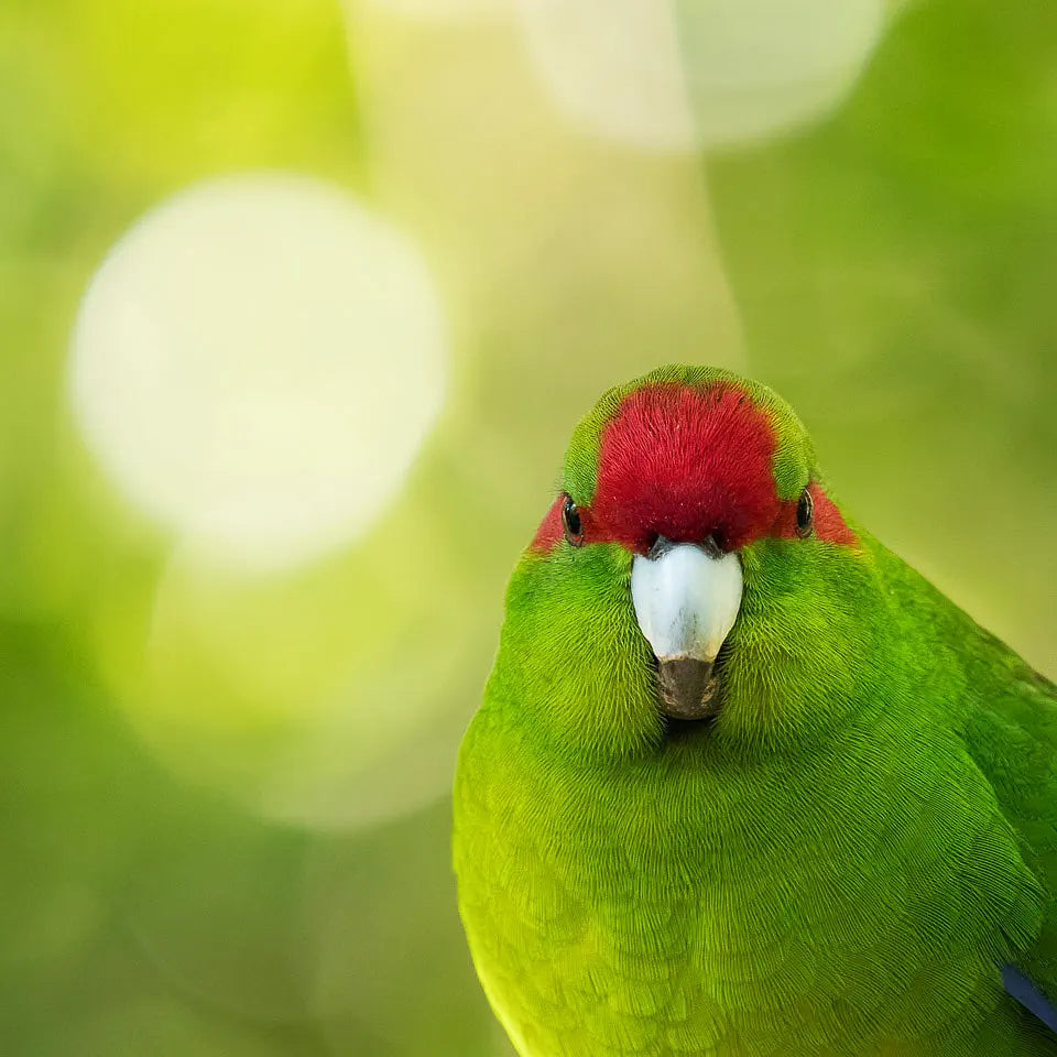 kakariki looking face on with blurry background