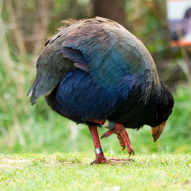 Photo of a takahē foraging on grass