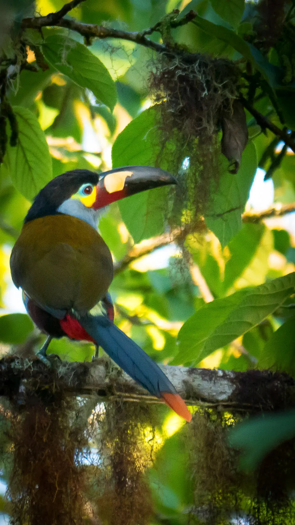plate billed toucan