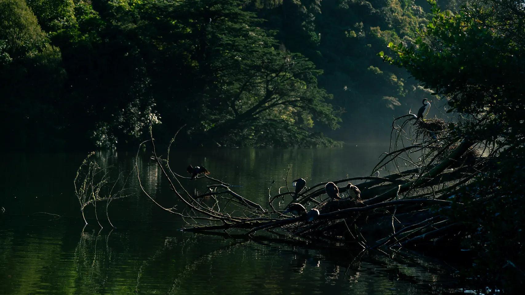 Lake scene with nesting birds