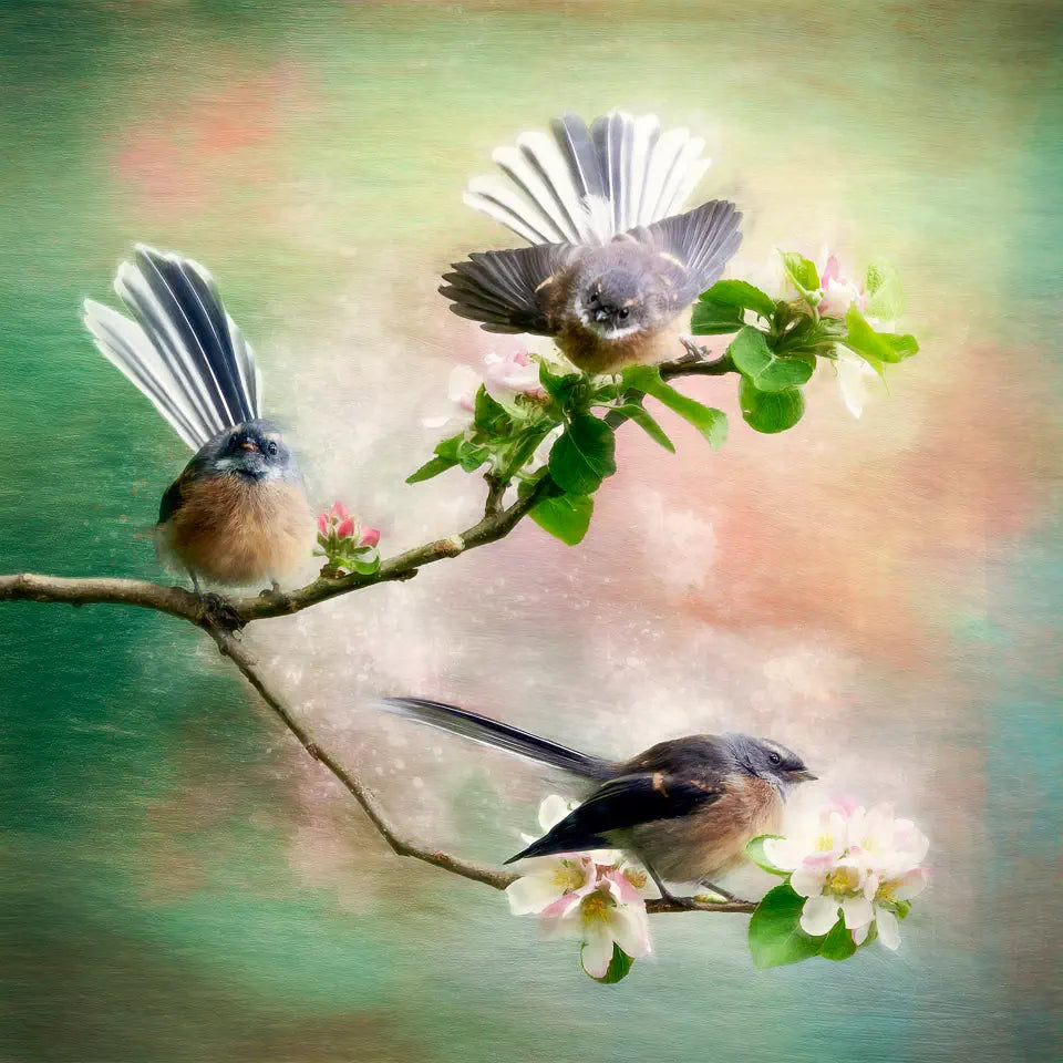 Three fantails on a branch