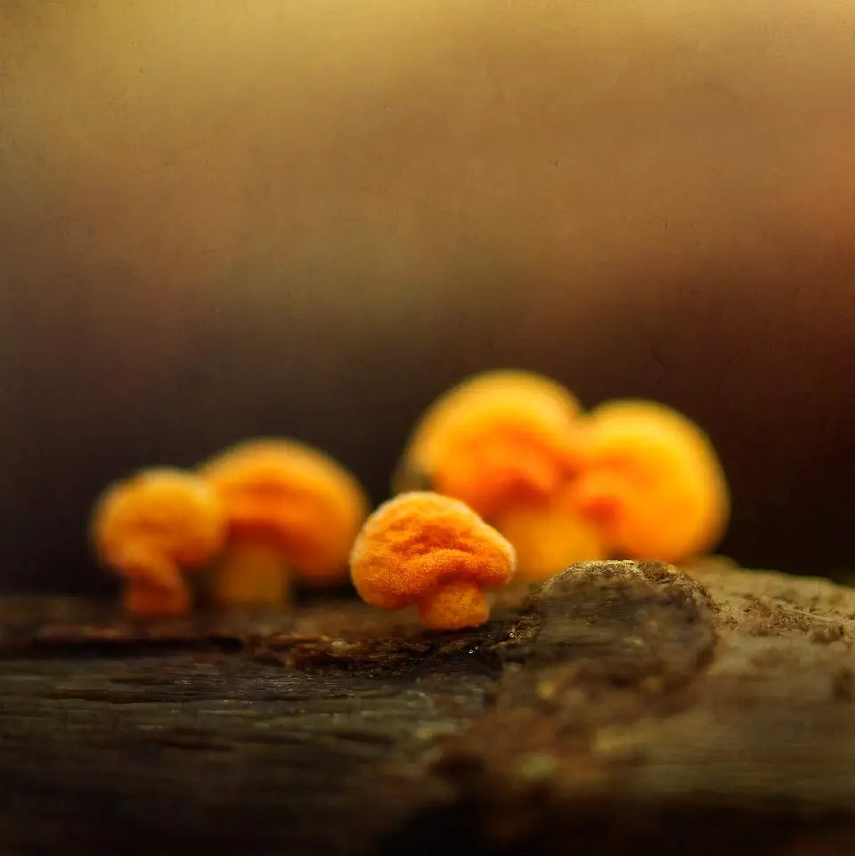 orange fungi cluster