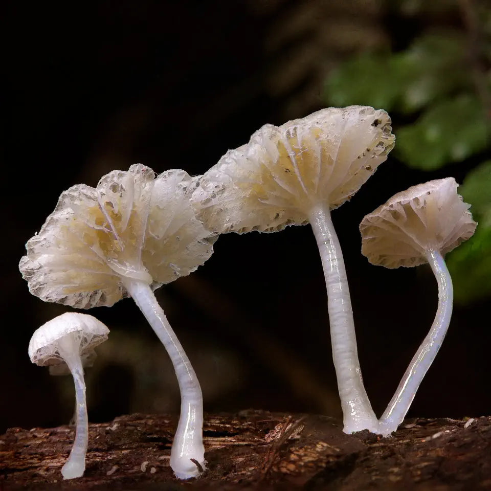 white fungi cluster