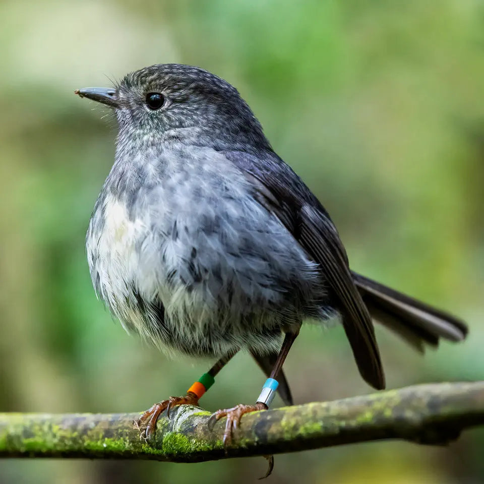 toutouwai or robin with blurry background