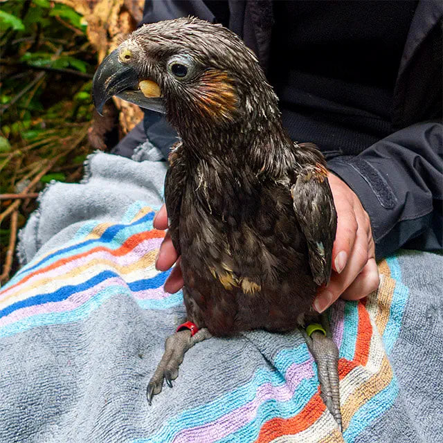 Photo of a kākā parrot chick sitting on a towel and held gently by a bird handler