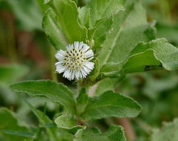 BHRINGRAJ (FALSE DAISY) flower
