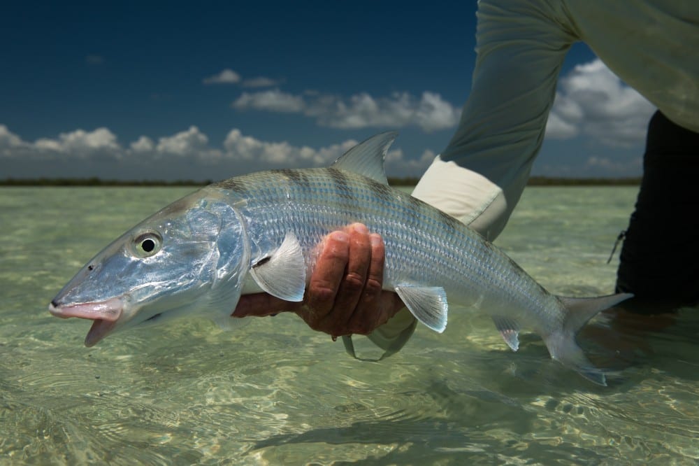 Shrimp, Marabou, White - Bonefish Flies