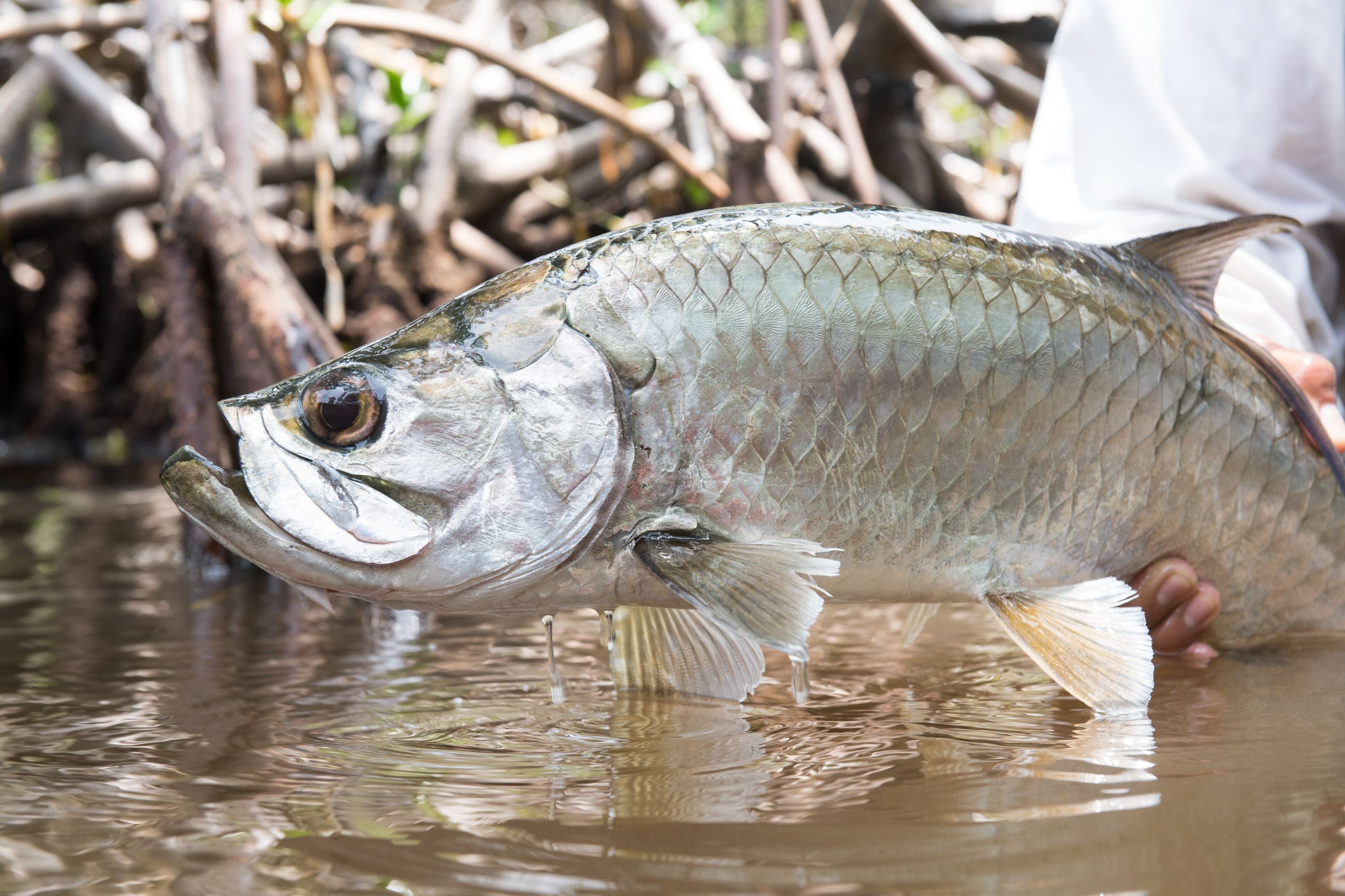 Baby Tarpon Flies - Dave's Fly Box.