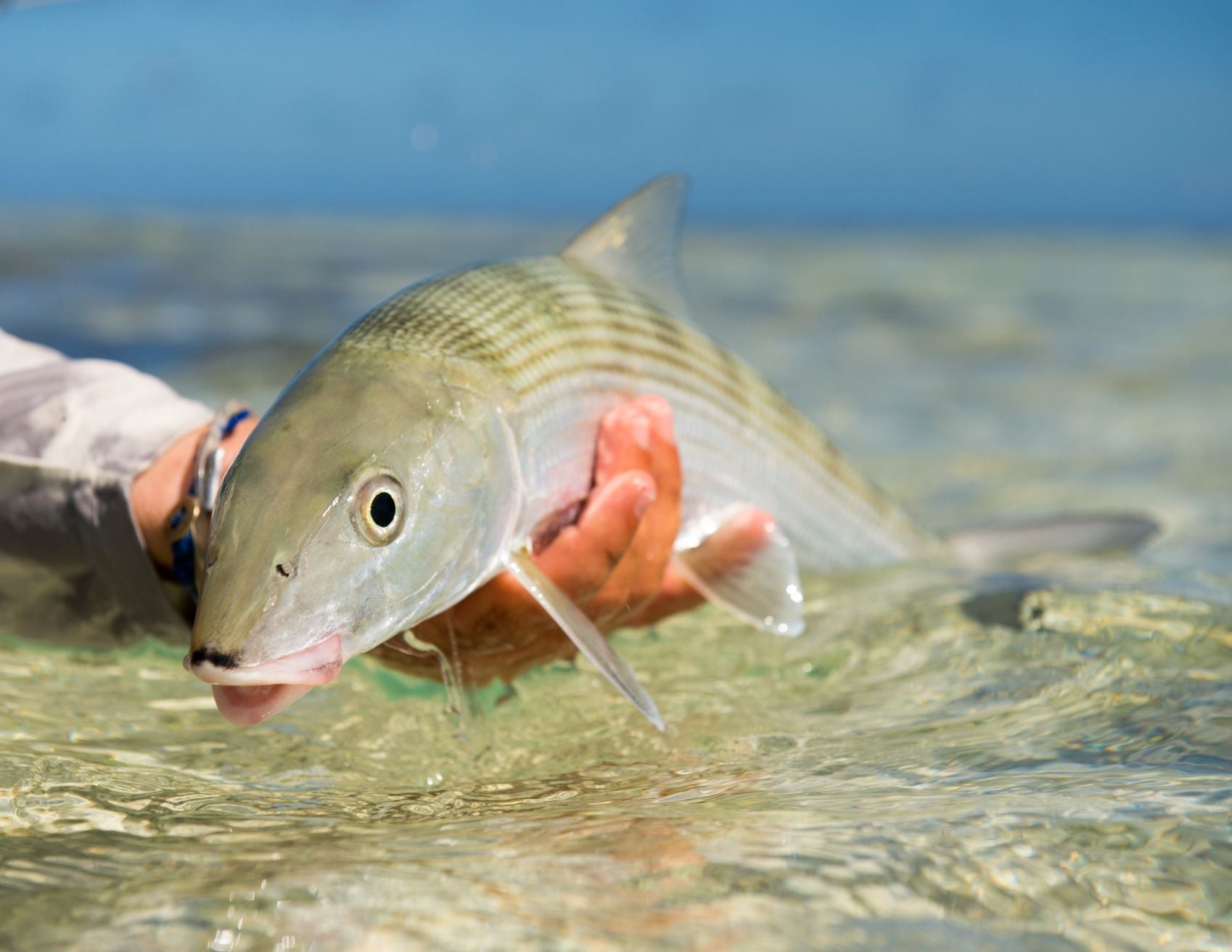 Land crab caught a bone fish, Christmas island, Kiribati Stock