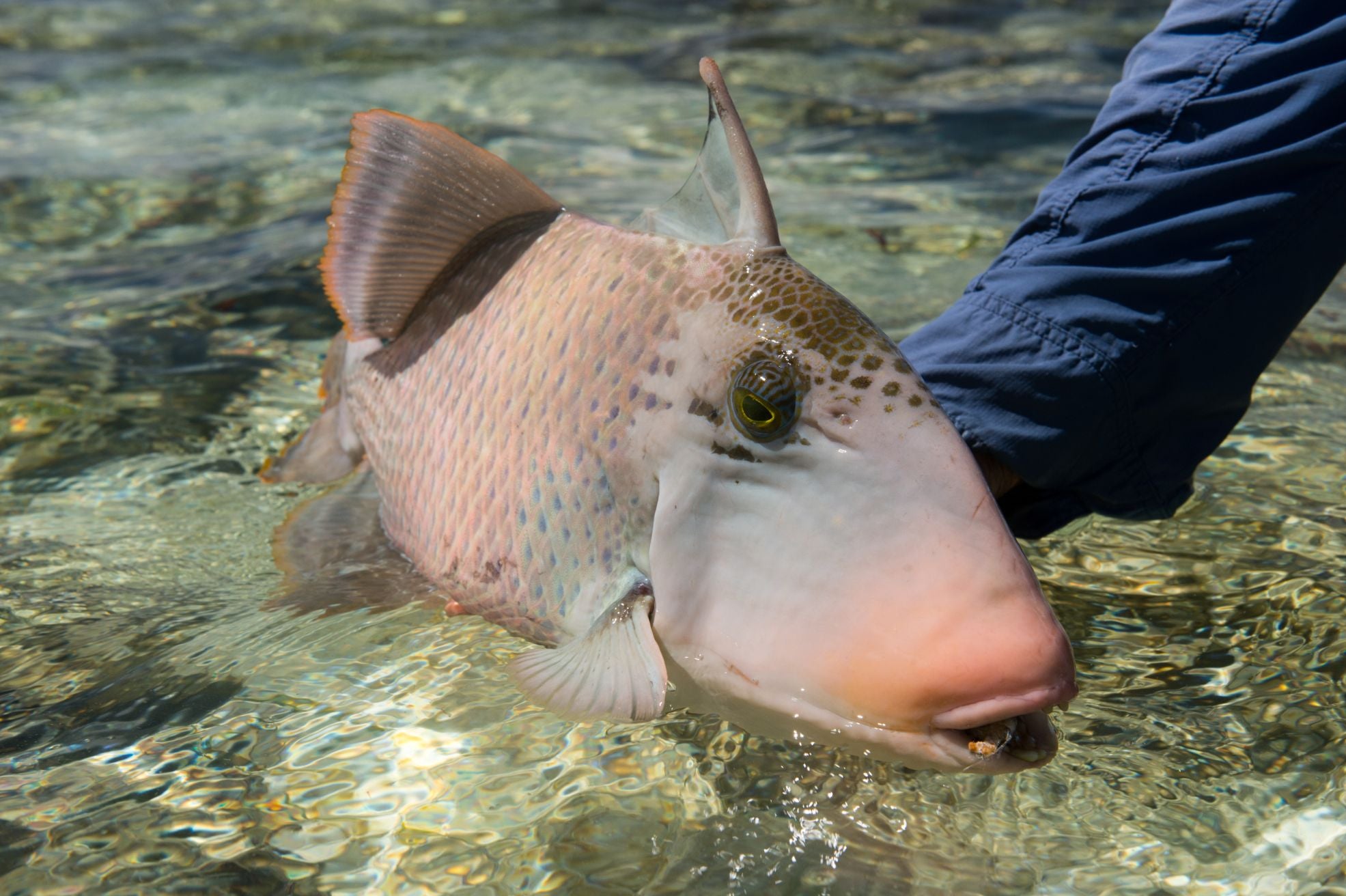 When releasing reef fish, using the right tool with the right technique  makes a difference