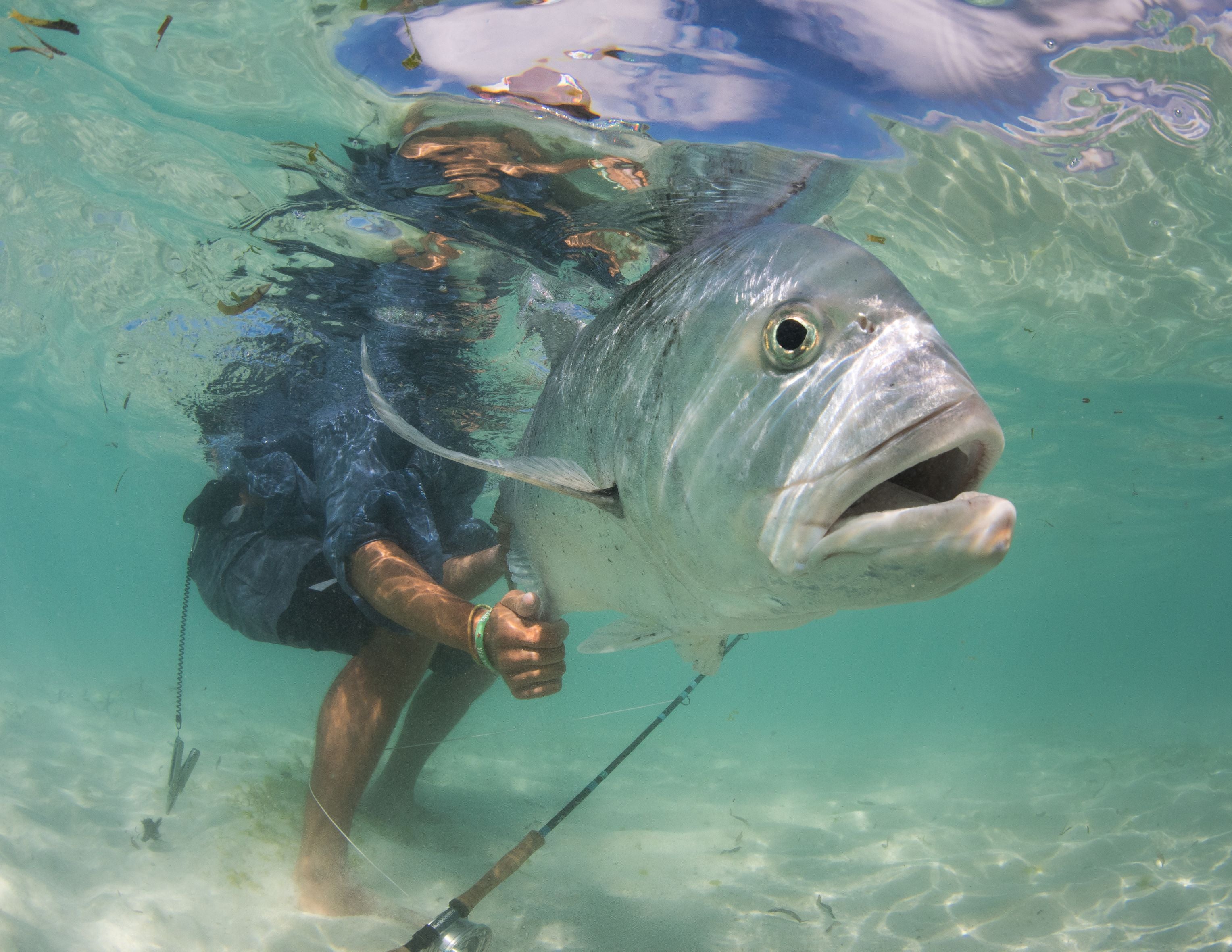 Big Fish DEVOURS HEAD CHUNK!! (River Fishing) 