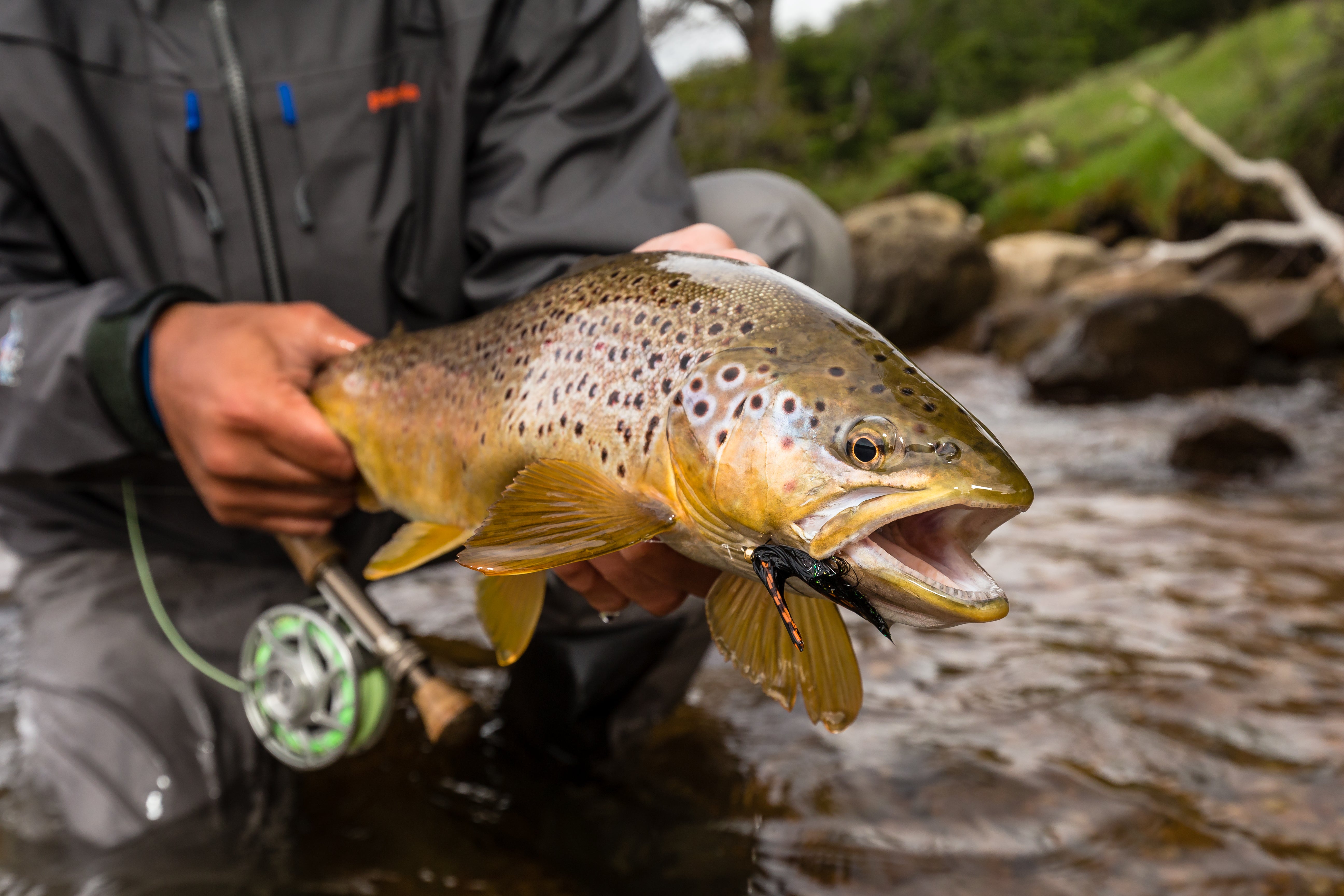 ECHO Base Fly Fishing Reel - Echo Fly Fishing - NZ & Australia