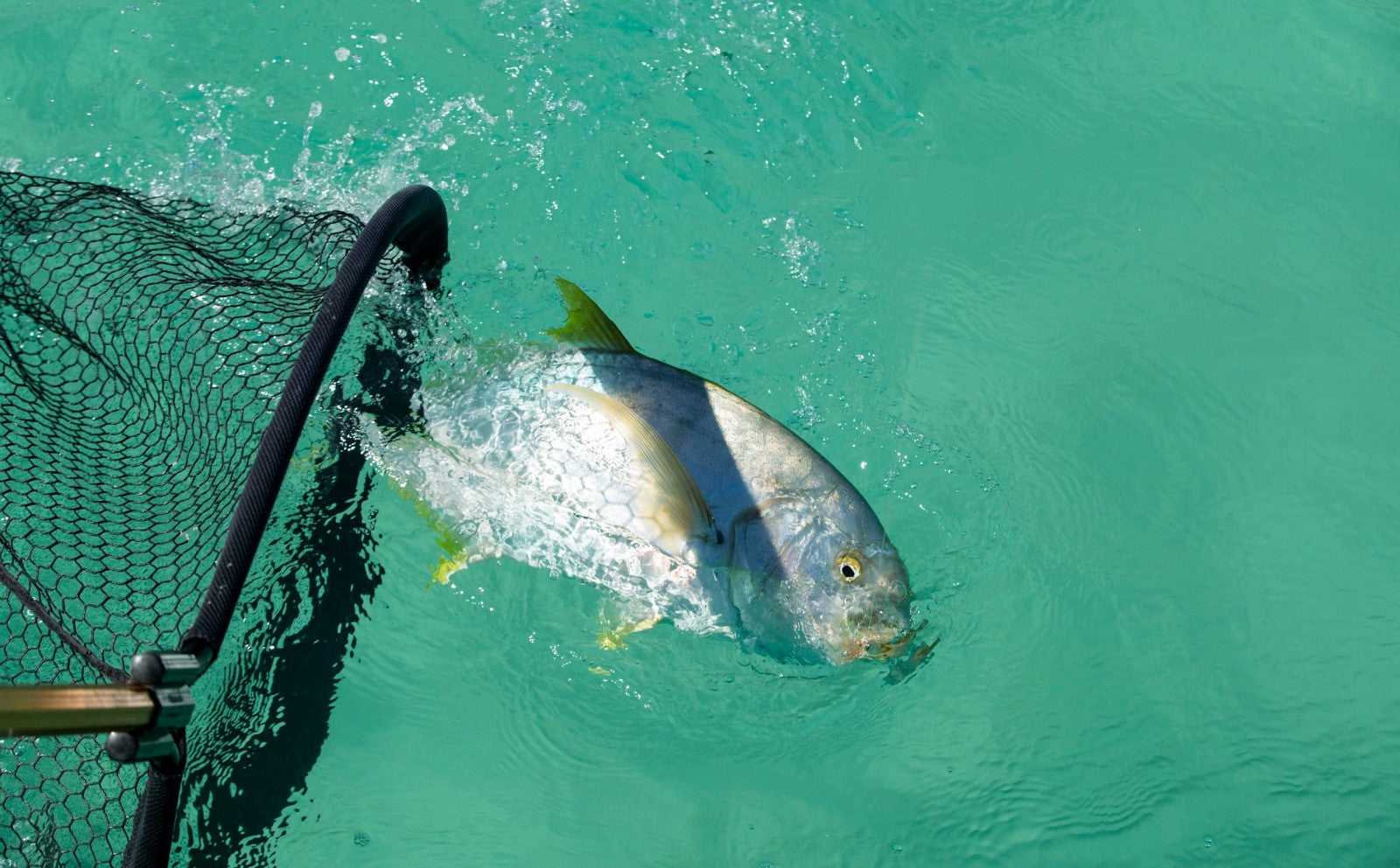 Saltwater Popper Flies