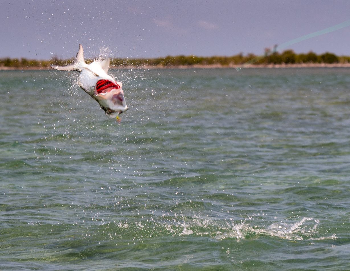 Looking to grab the perfect snook/tarpon setup? We got just that