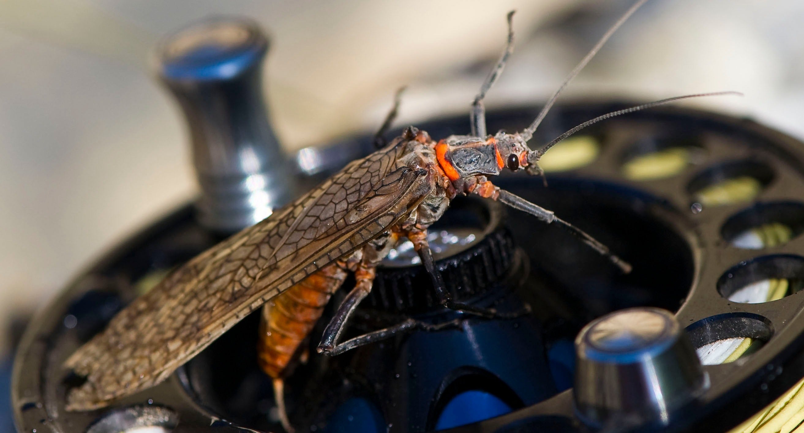 Foam Bullet Head Salmonfly