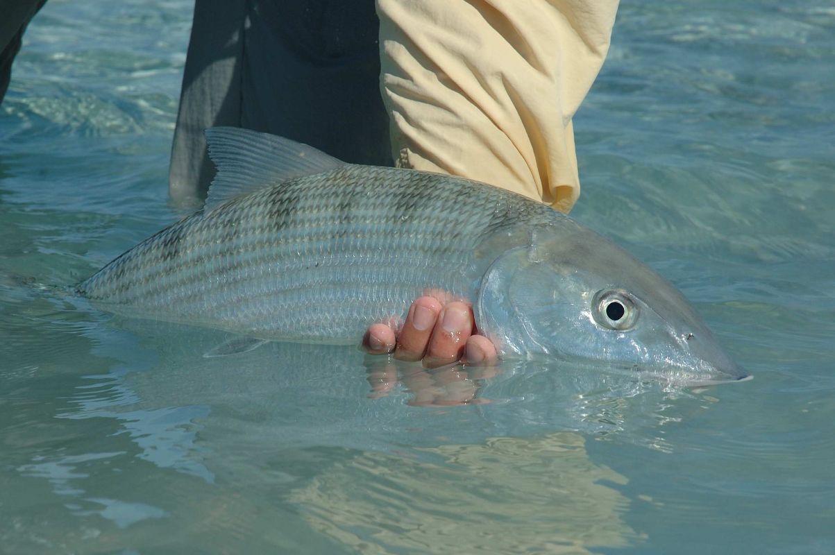 Gearing Up to Bonefish the Bahamas