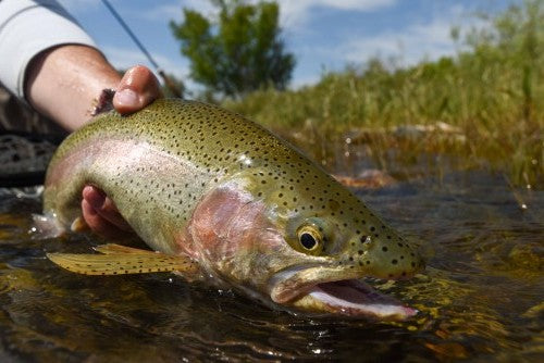 Pike on Trout Spey Rod : r/flyfishing