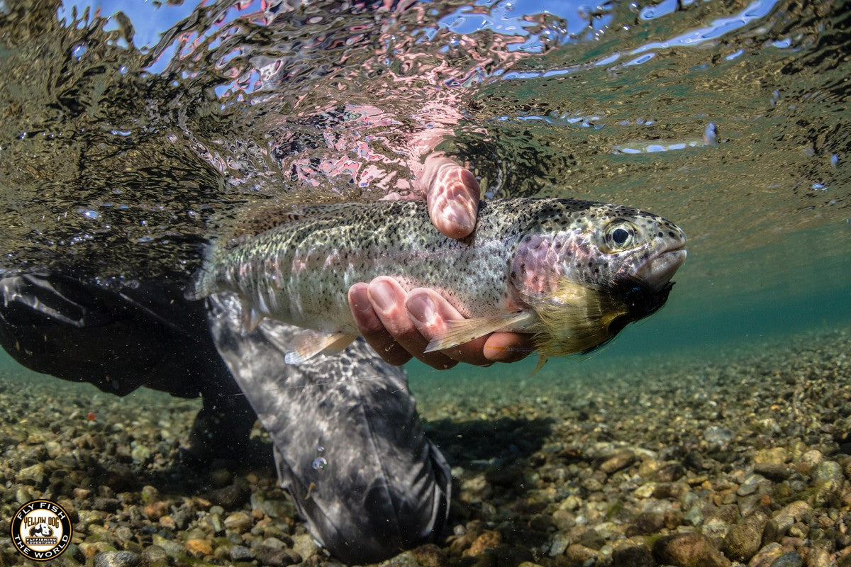 Beginner Trip Series: North America Fly Fishing Trips For