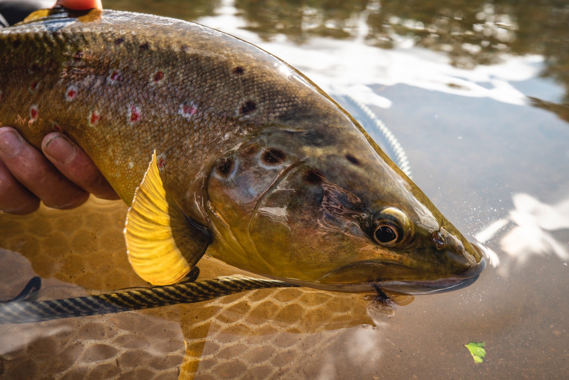 Obsession - Fly Fishing for Giant Brown Trout in Oregon 