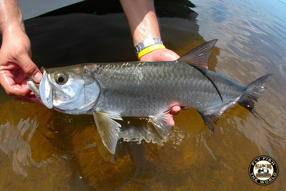 Fly Fishing Tarpon Yucatan Mexico