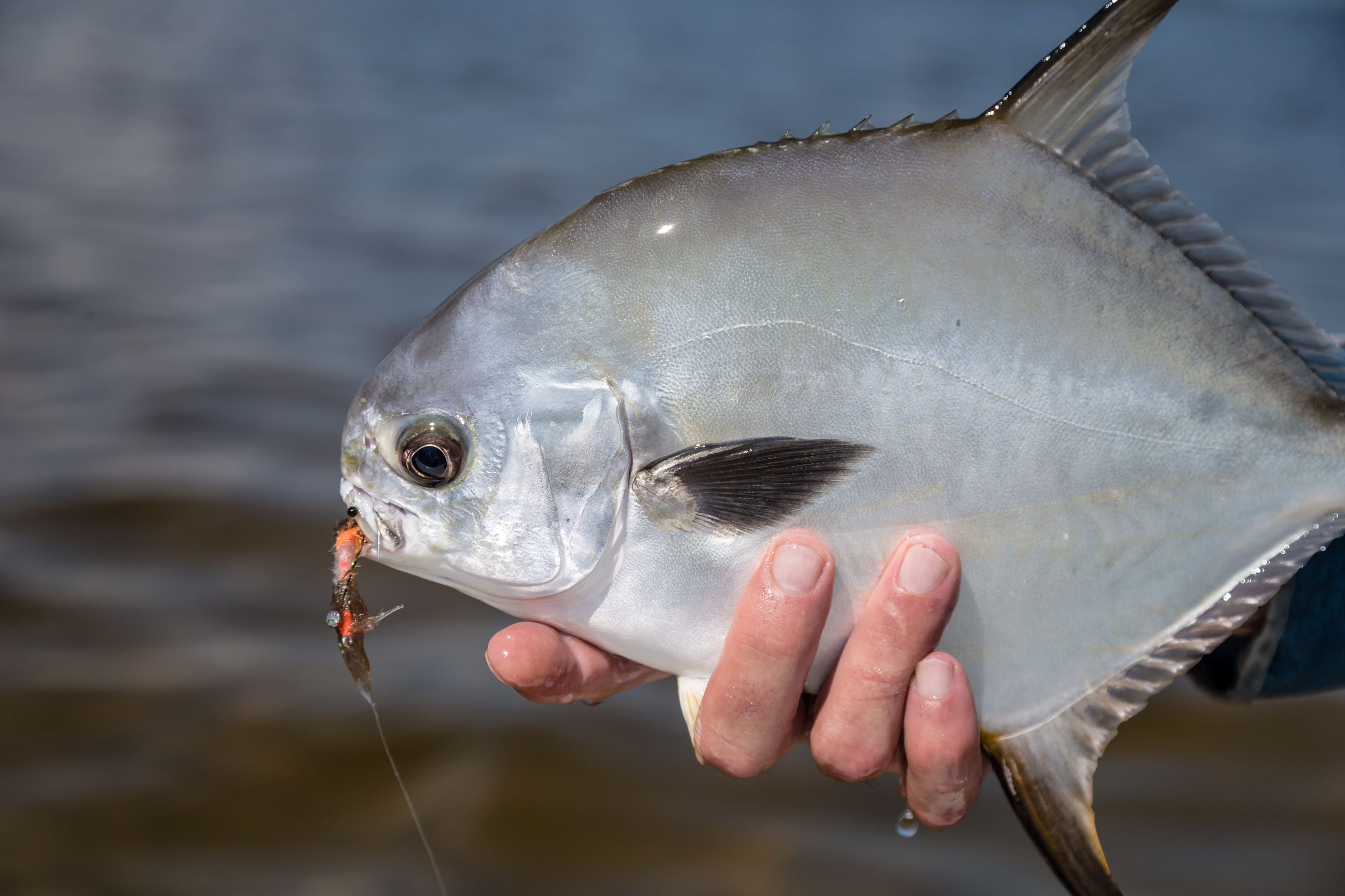 Is this the next great permit fishing destination?