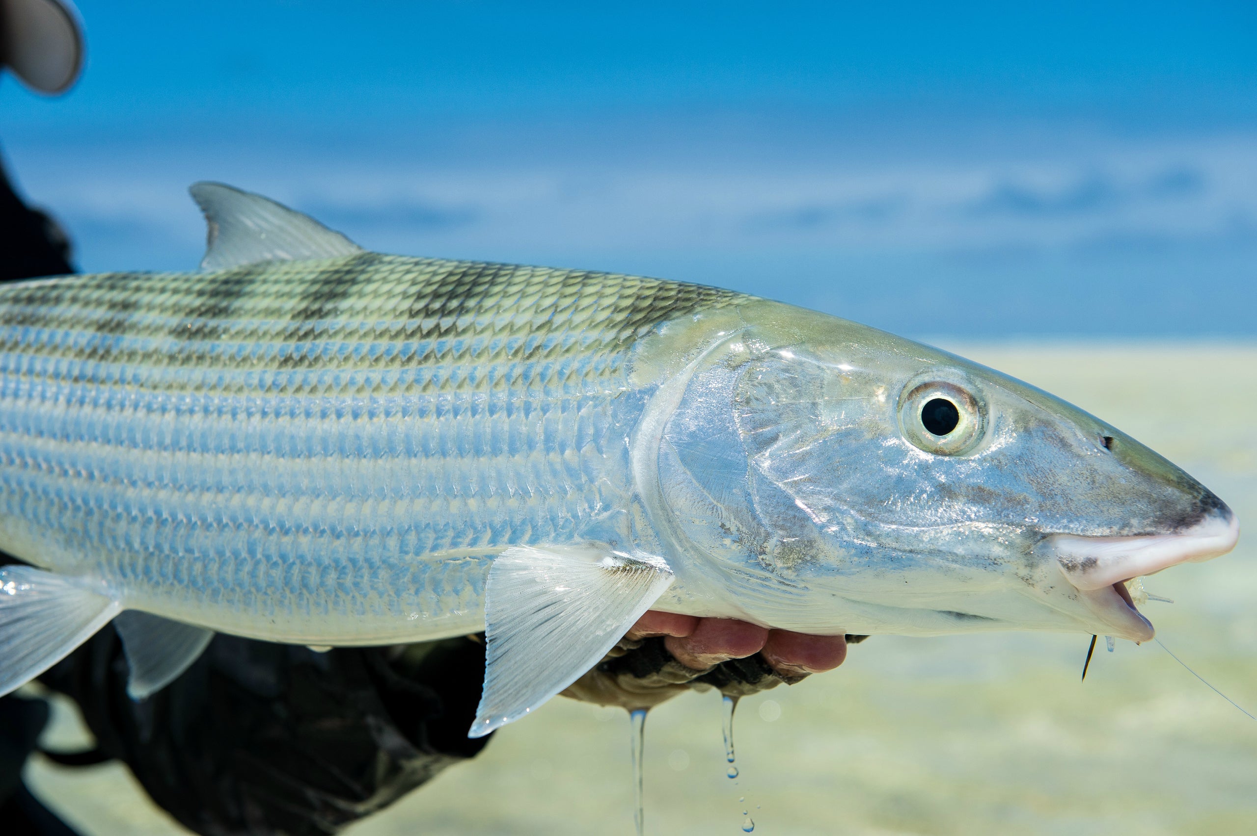 Catching World Class Bonefish From a RAFT! 