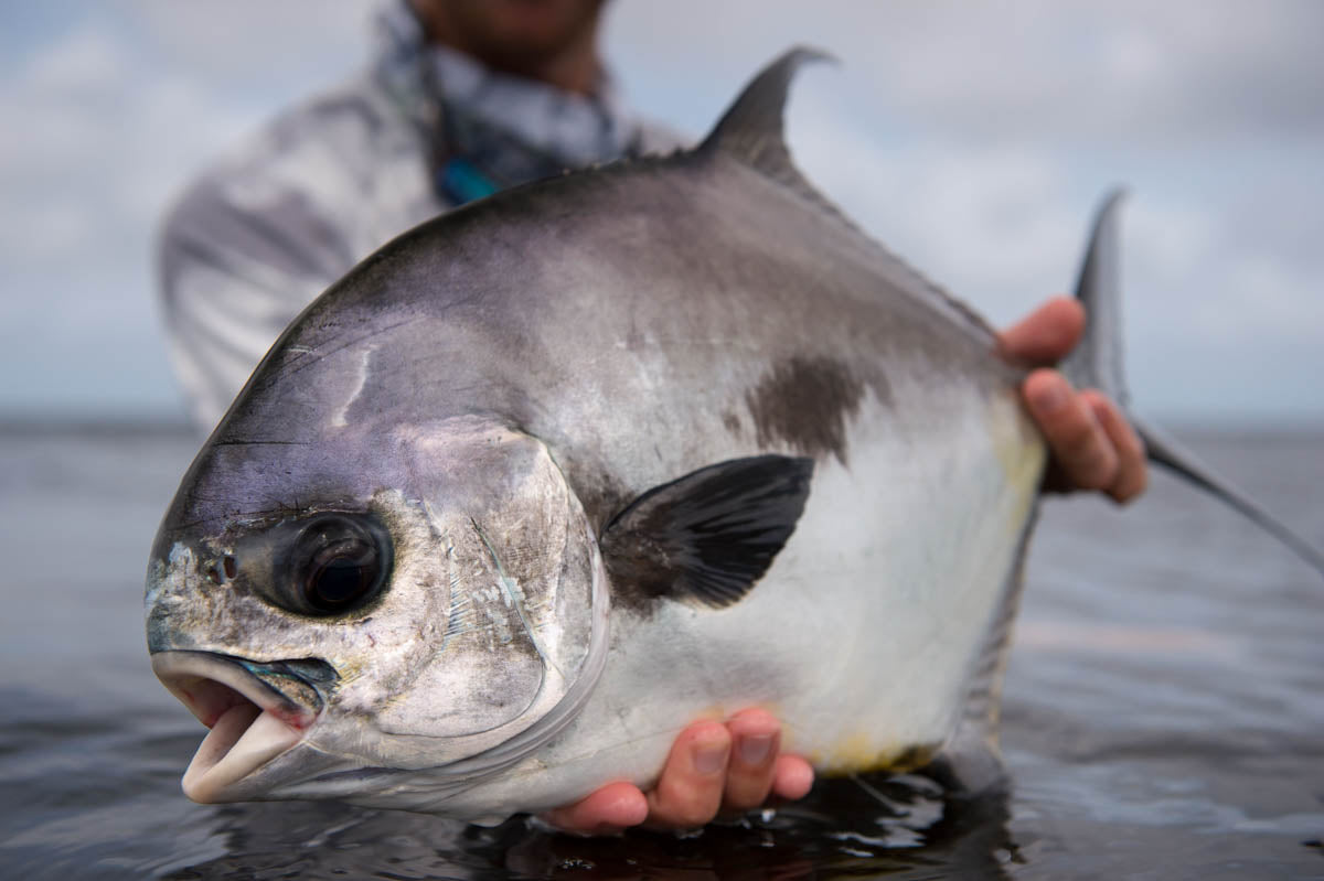 Belize's Most Prized Gamefish: Fly Fishing For Permit in Ambergris Cay