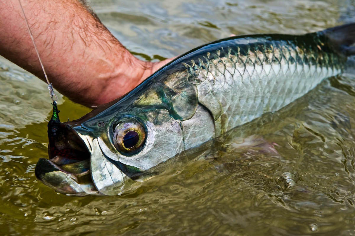 A Quick Guide to Tarpon Fishing in Belize