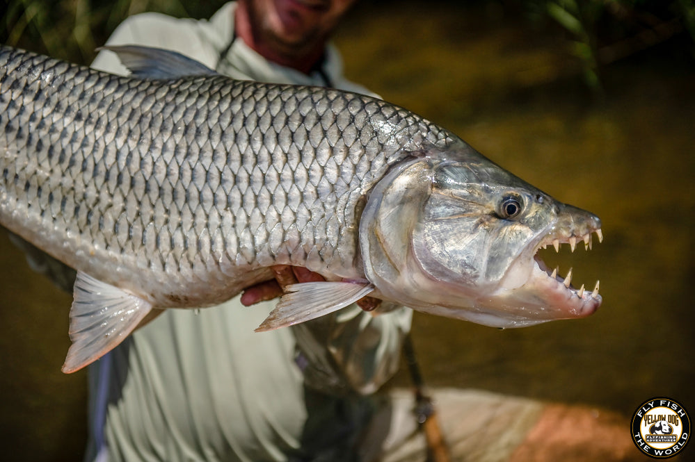 Enrico's Backcountry Baitfish 