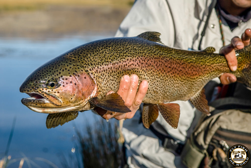FLY FISHING ARGENTINA, PART [2] W/ GUEST TIM O'LEARY