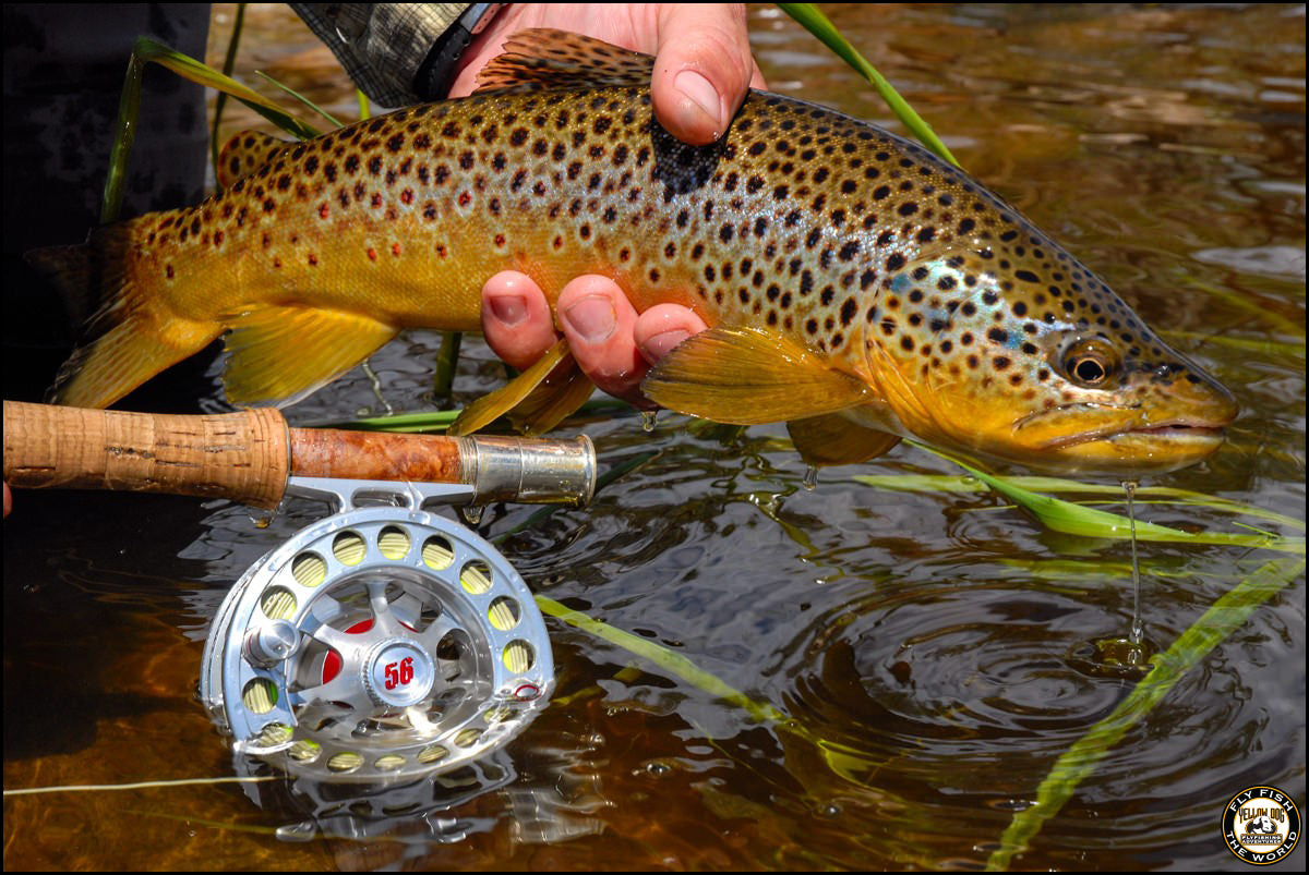 Fly Fishing for Trout: What Makes a Great Grasshopper Pattern