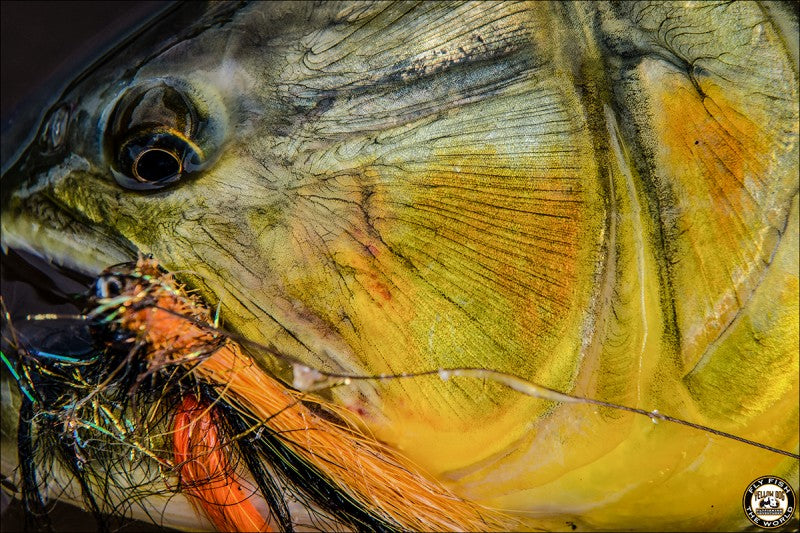 First Cast Fly Fishing: DIY Fly Fishing Argentina: Golden Dorado