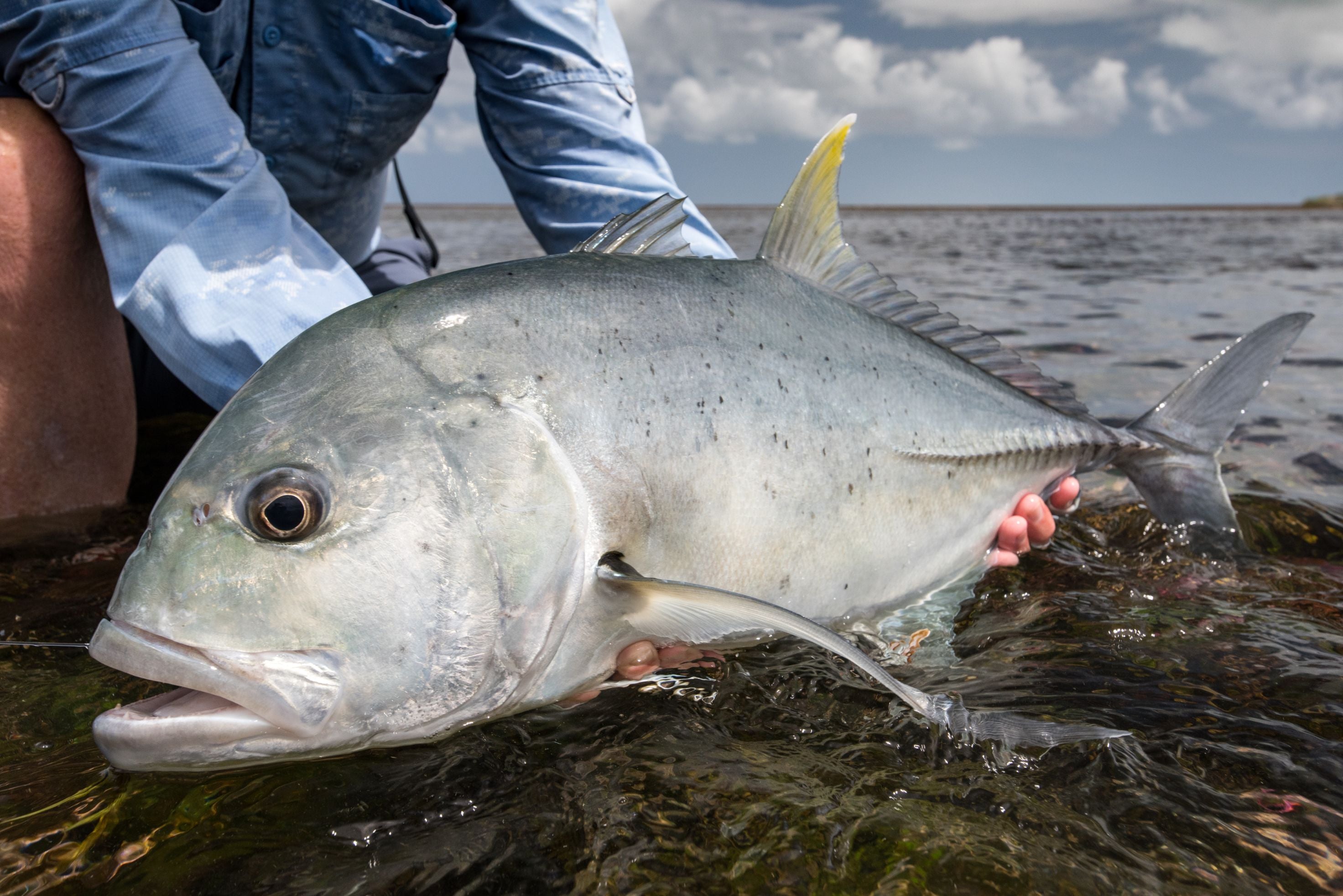 Giant Trevally Fly Fishing Trips, Lodges & Guides