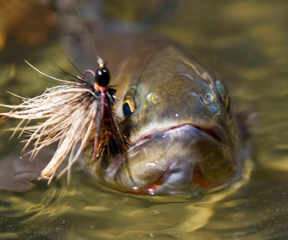 Anglers International® Hellgrammite Nymph Fly - Anglers