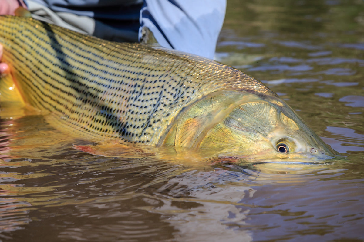 Bolivia Golden Dorado Fly Fishing Trips, Lodges, & Guides