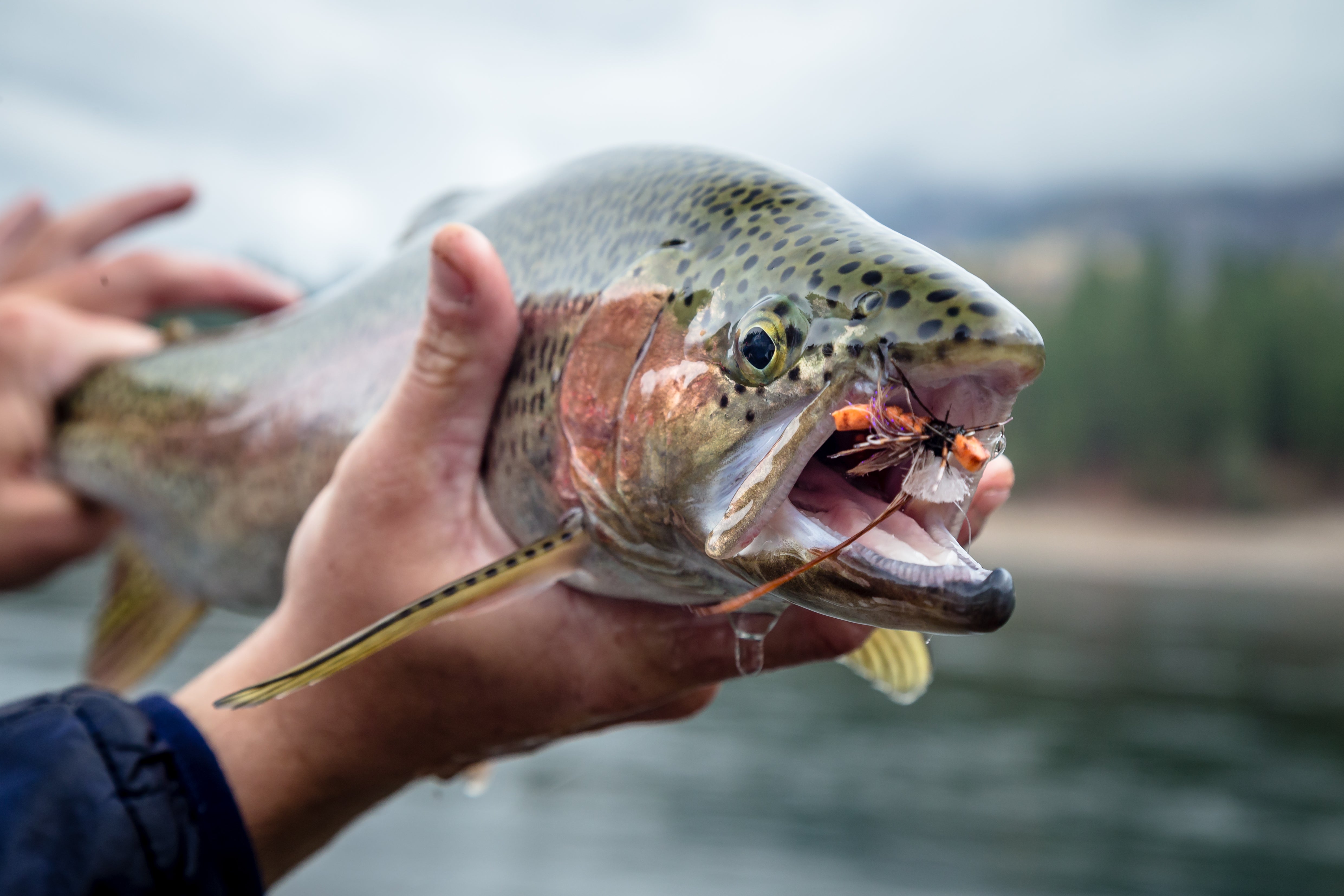 Oregon Coast Steelhead Fly Fishing Guides — FRIGATE TRAVEL