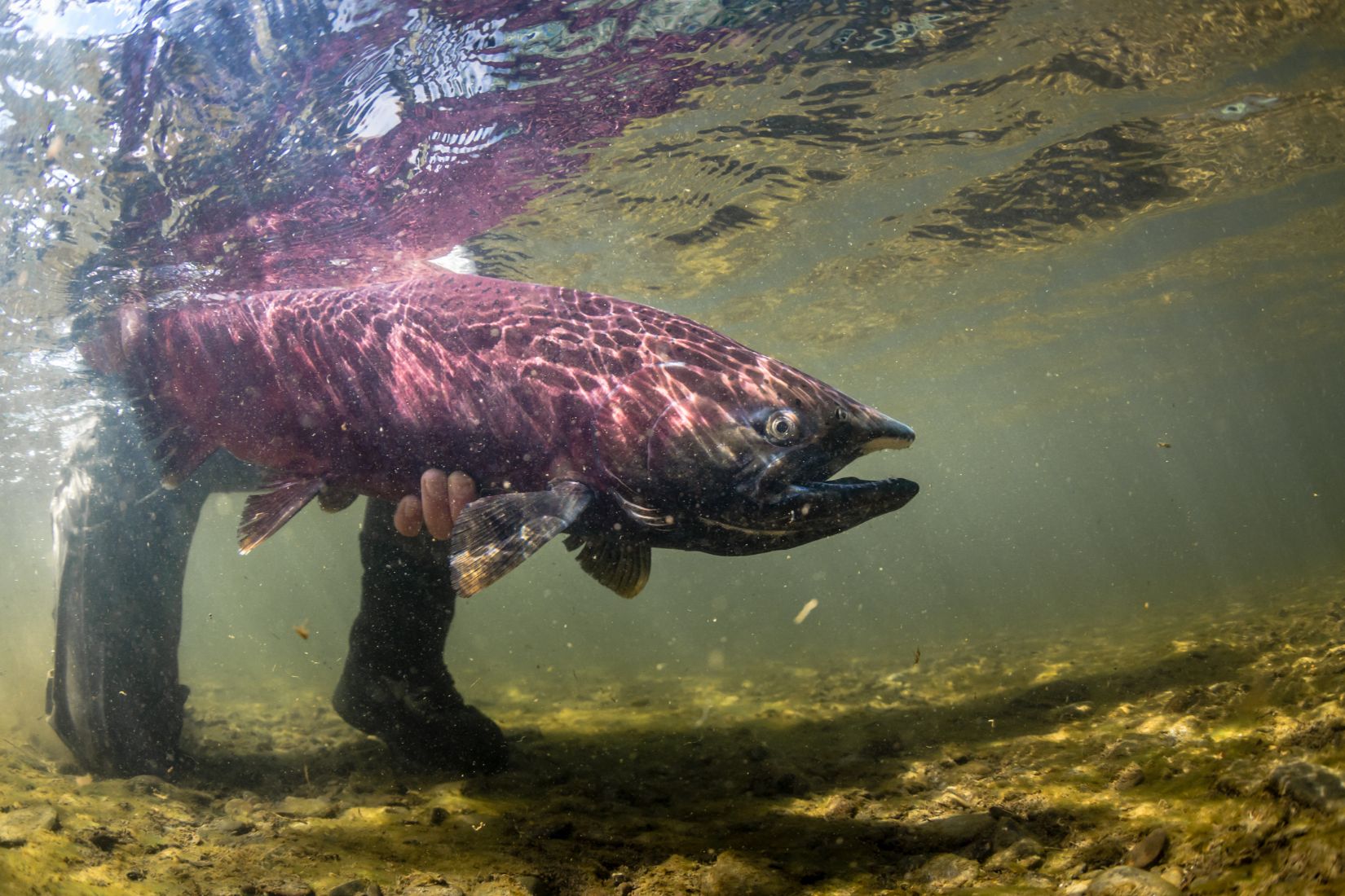 Chum Salmon - Mission Lodge