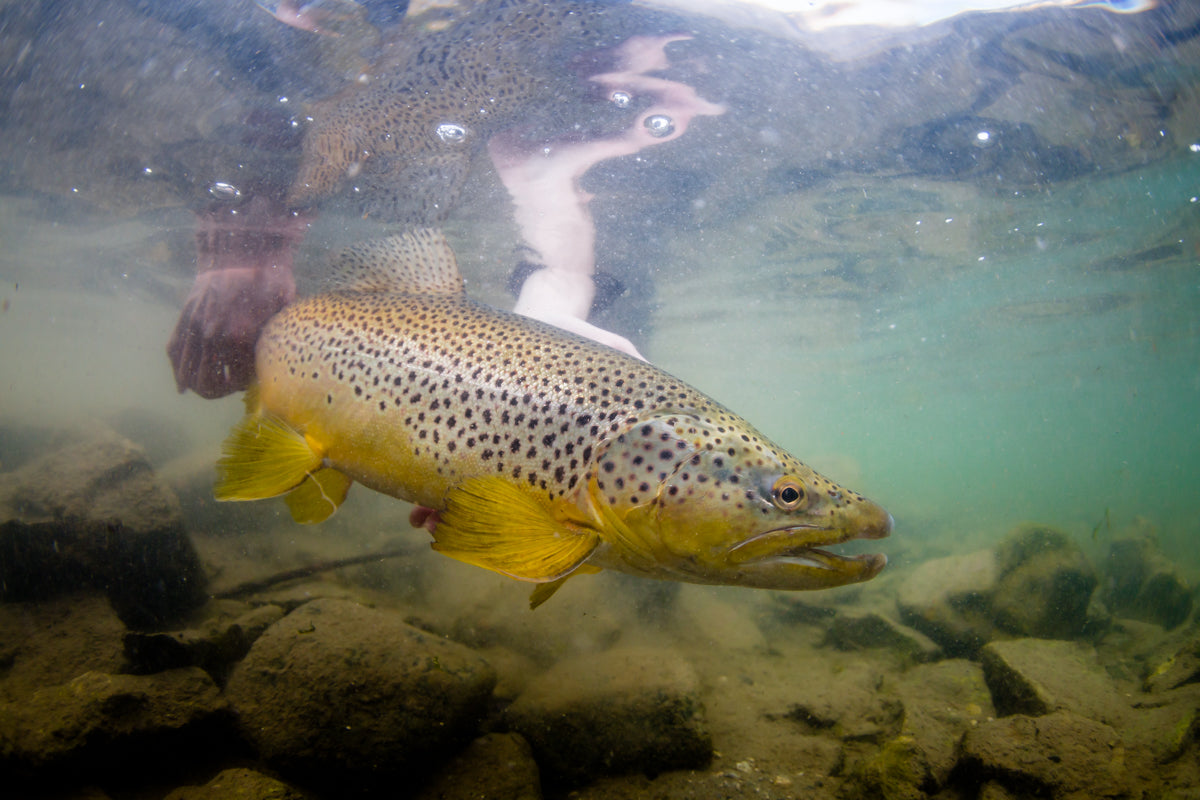 Brown Trout Leggings • Running Clothes - Fly Fishing Apparel, Yoga