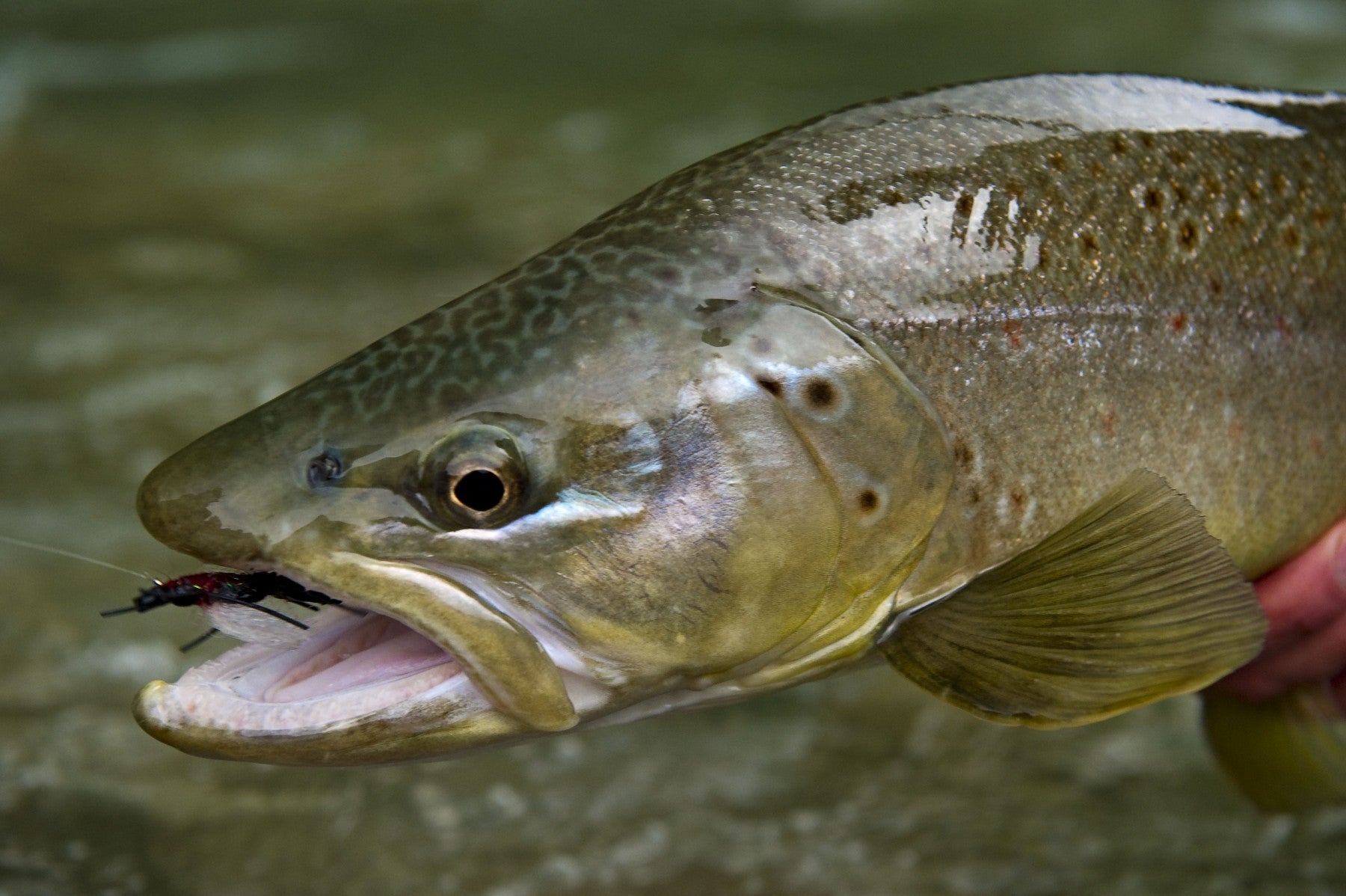 The Large Brown Trout of Patagonia and Where to Find Them