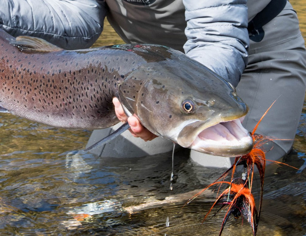 What's the right bait for fish? Fly fishing expert's book offers advice 