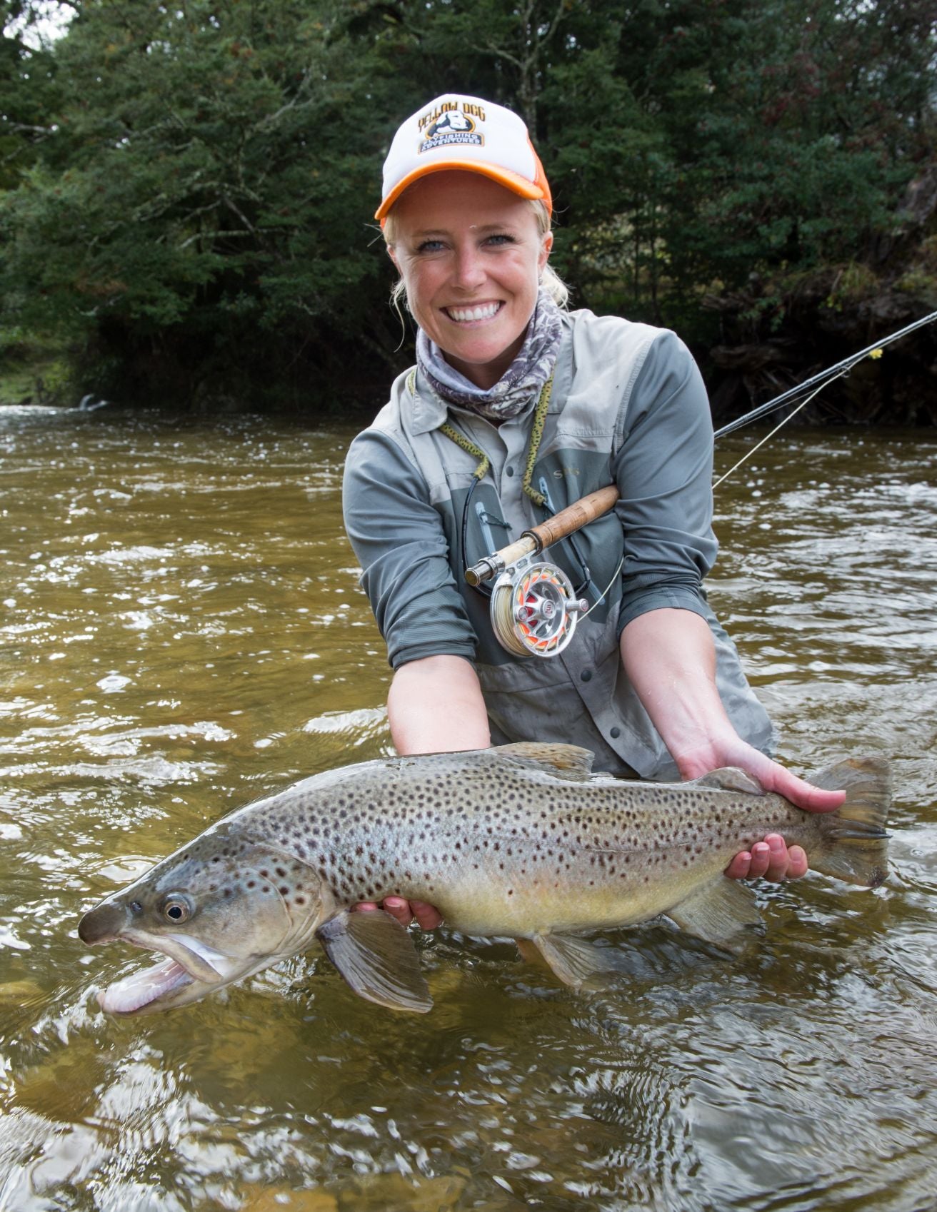 BROWN TROUT. Line engraving Our beautiful pictures are available