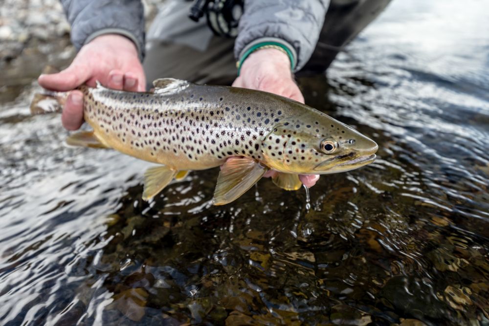 Perfect late fall fly fishing on the lower Owens River. Lots of wild brown  trout willing to take midges and blue wing olive mayflies. I've…