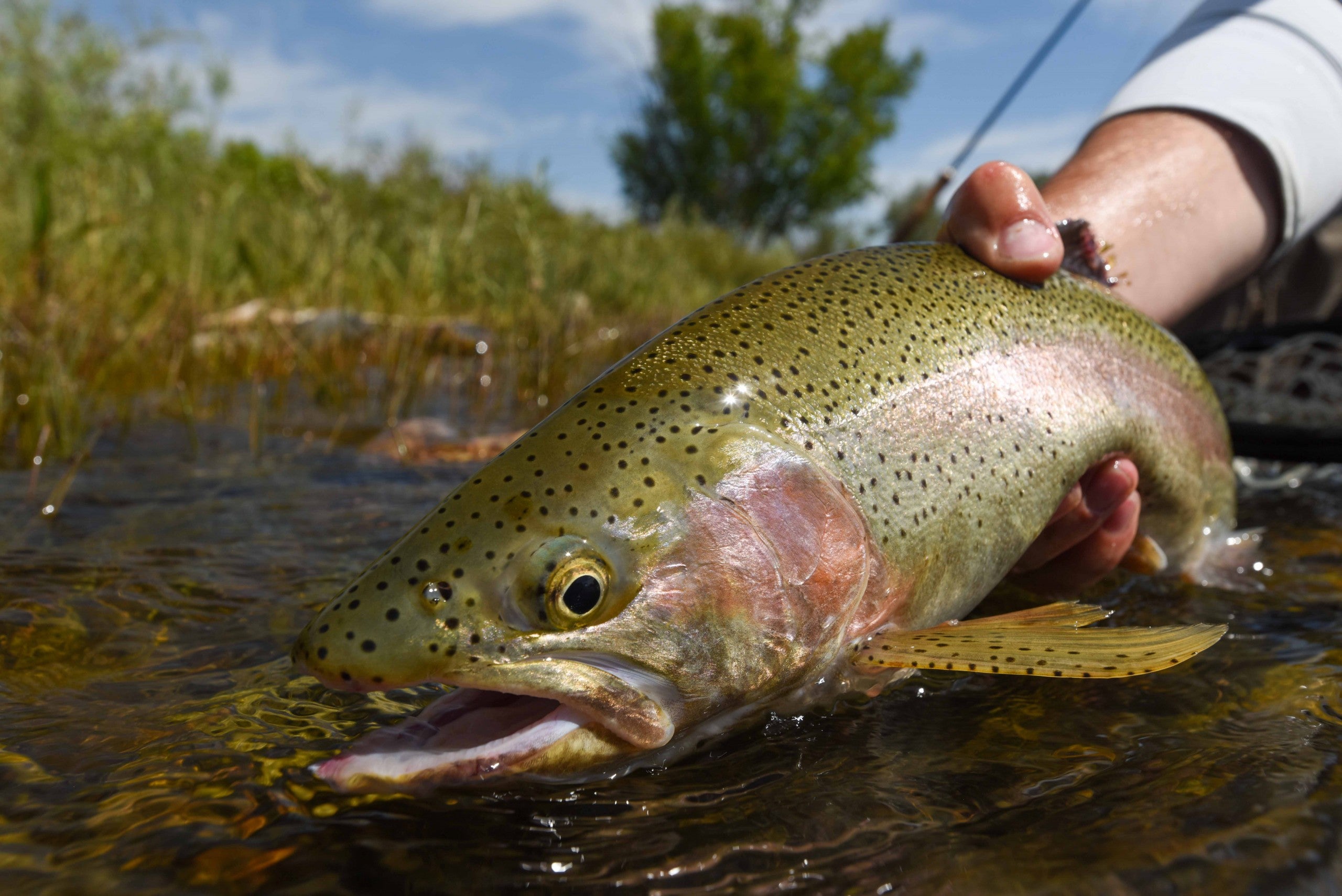 7 Best Places for Large, Wild Trout in the United States