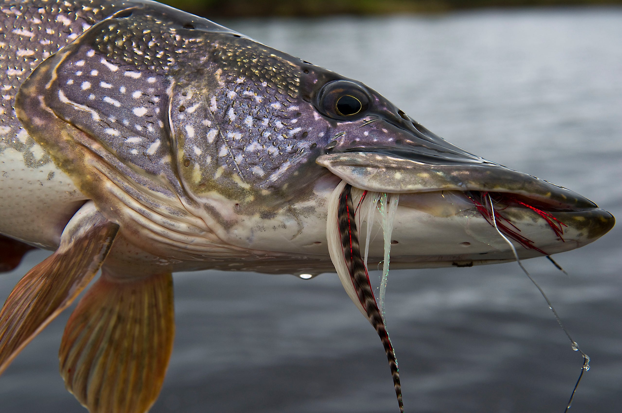 Alaska Fly Fishing Gear Guide: Everything You Need