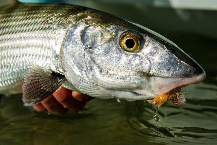 The Top 9 Bahamas Bonefish Flies From Doug McKnight