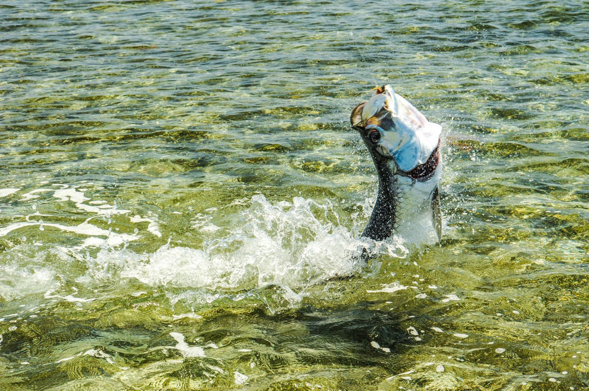 7 Must-Know Tarpon Fly Fishing Tips for Beginners