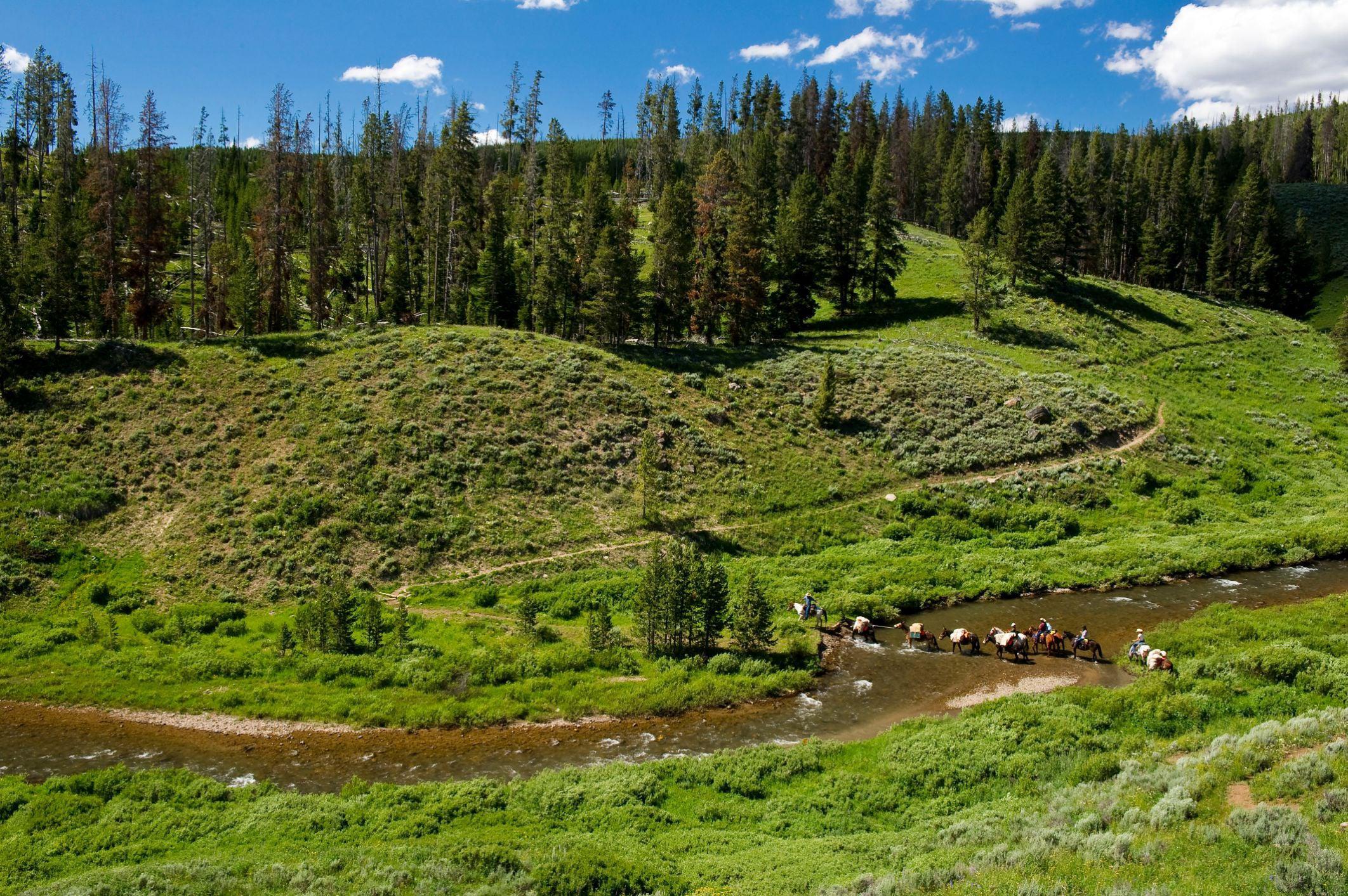 Montana Trout Wranglers - Understanding Almost Everything About