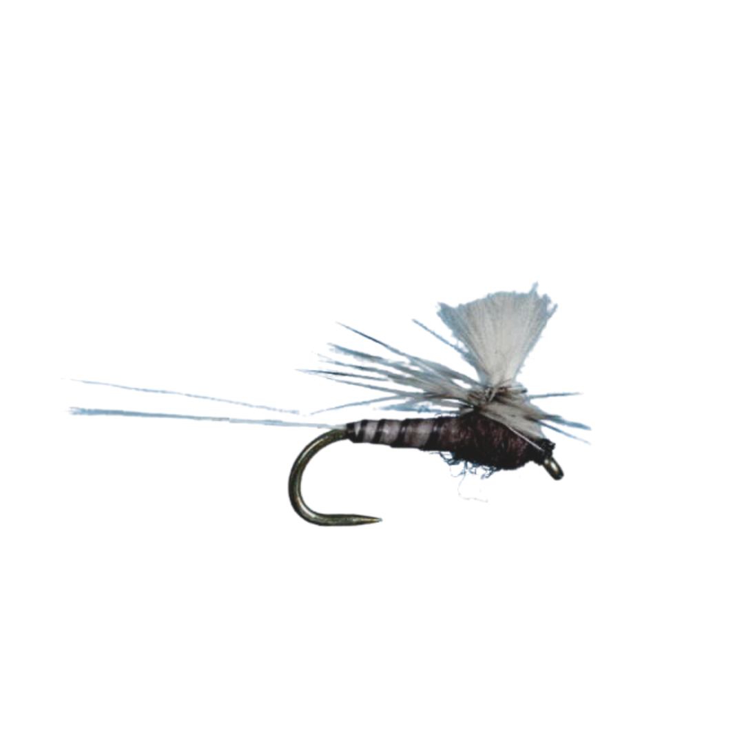 CDC Para-spinner BWO