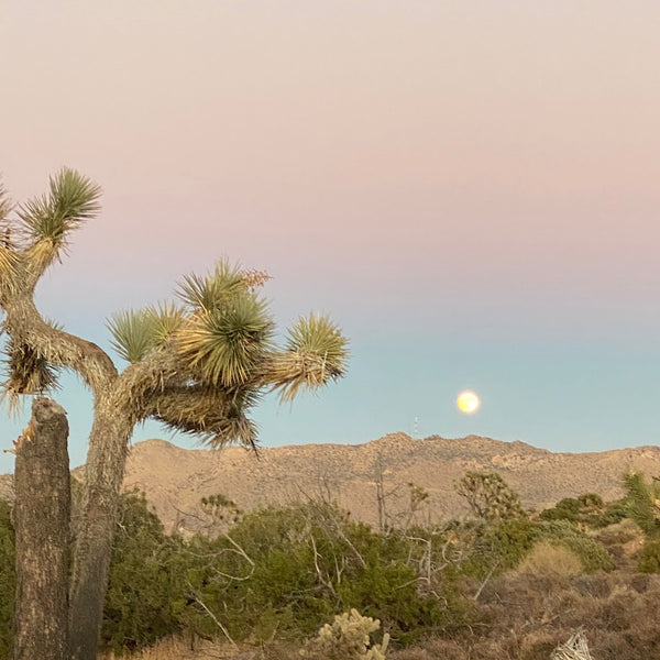 Beautiful moon rise at Joshua Tree