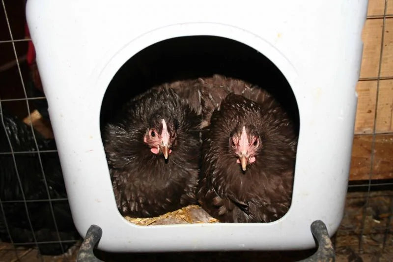 Older Chocolate Orpington Bantam Started Young Pullet Hens